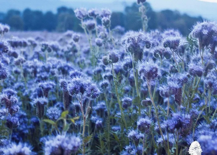 Gorski Czarna Gora 2* Sienna (Klodzko)